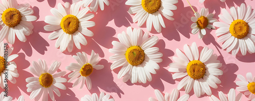 Chamomile daisy flowers with sunlight shadows on neutral pink background with copy space