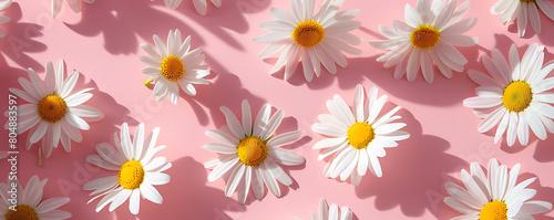 Chamomile daisy flowers with sunlight shadows on neutral pink background with copy space