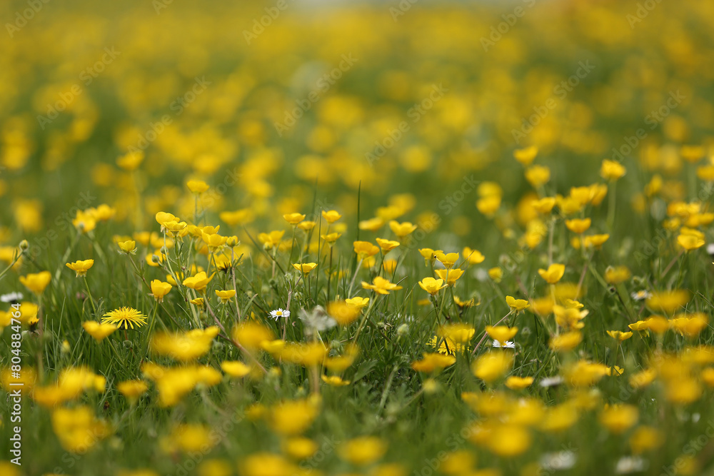 Fototapeta premium field of yellow buttercups
