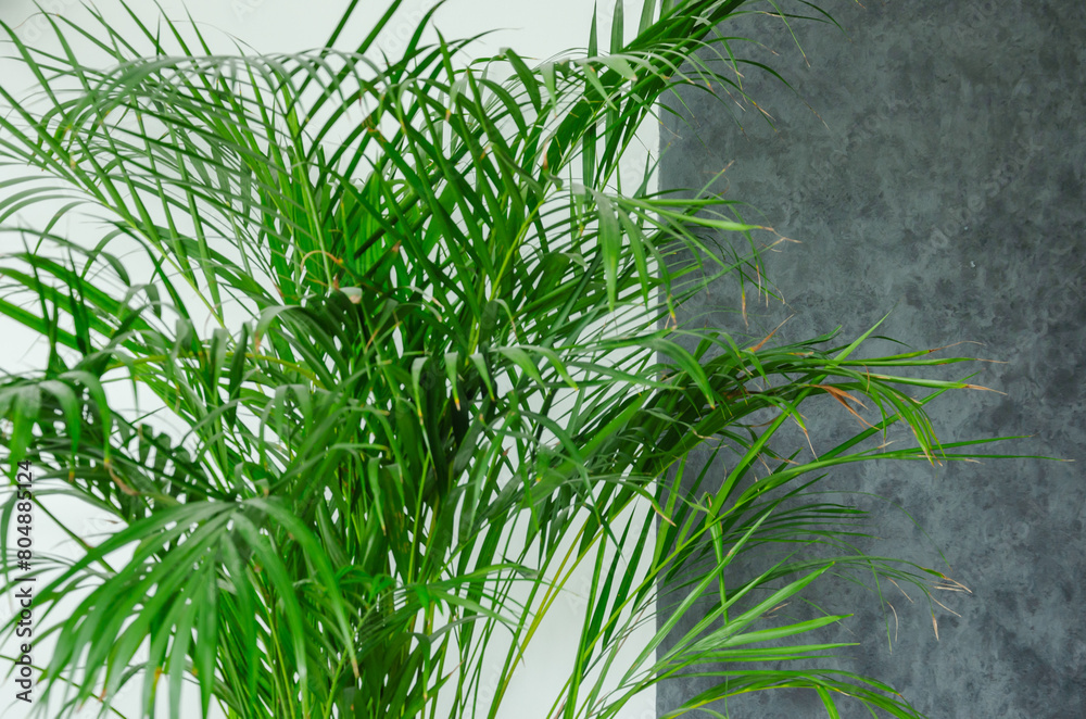 Naklejka premium Dipsis palm tree plant in the house, leaves on white grey background