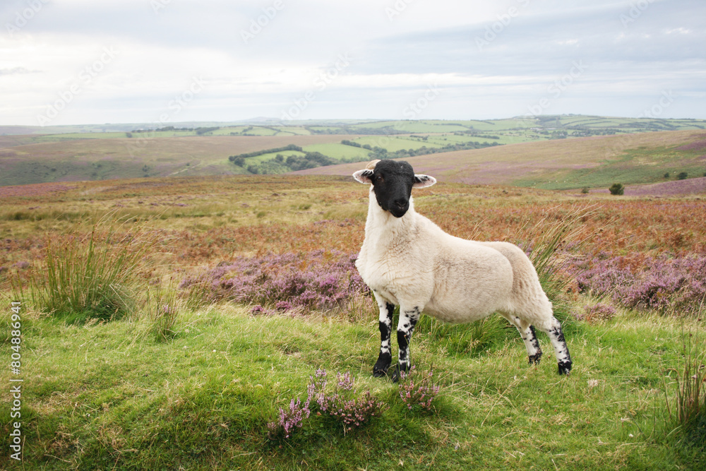 black faced sheep in the moors, Exmoor black faced sheep in the moors, Exmoor