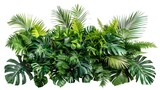 Tropical foliage plant bush (Monstera, palm leaves, and Bird's nest fern) floral arrangement indoors garden nature backdrop isolated on white. Generative Ai