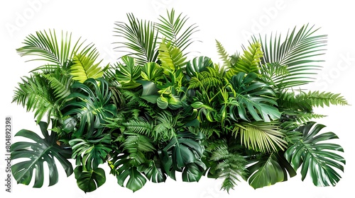 Tropical foliage plant bush  Monstera  palm leaves  and Bird s nest fern  floral arrangement indoors garden nature backdrop isolated on white. Generative Ai