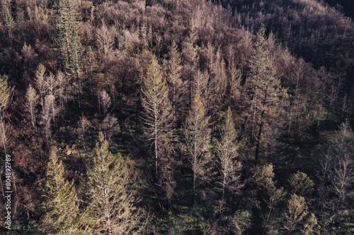 Destroyed burnt forest for the from the Tubbs wildfire of 2017 near Santa Rosa, California, United States of America.