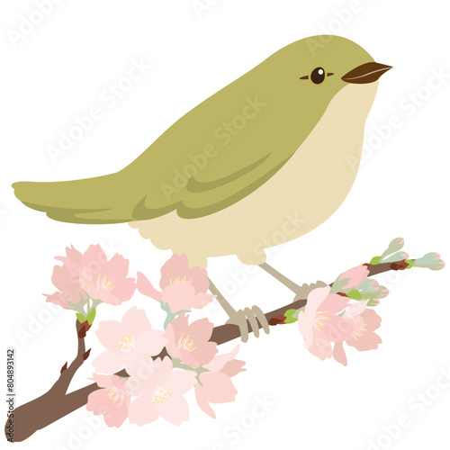 ウグイスと桜の一枝