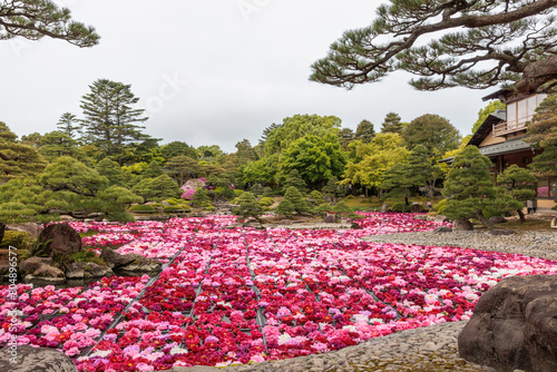 由志園　池泉牡丹2024(島根県松江市)
