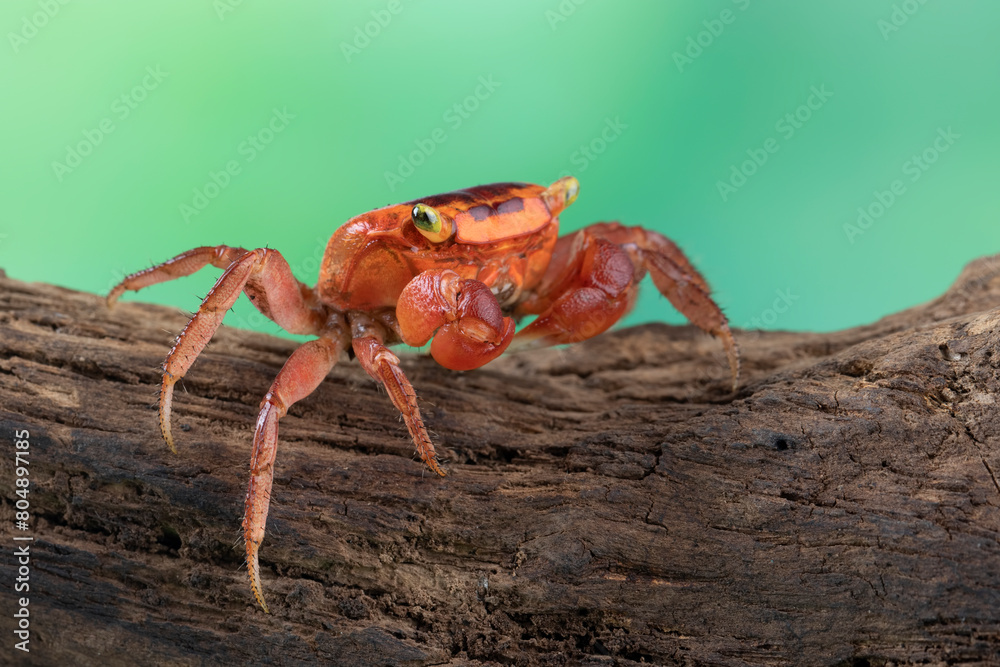 Lepidothelphusa menneri on wood, Indonesian new crab (three color) closeup, Lepidothelphusa menneri crab Lepidothelphusa menneri on wood, Indonesian new crab (three color) closeup, Lepidothelphusa menneri crab