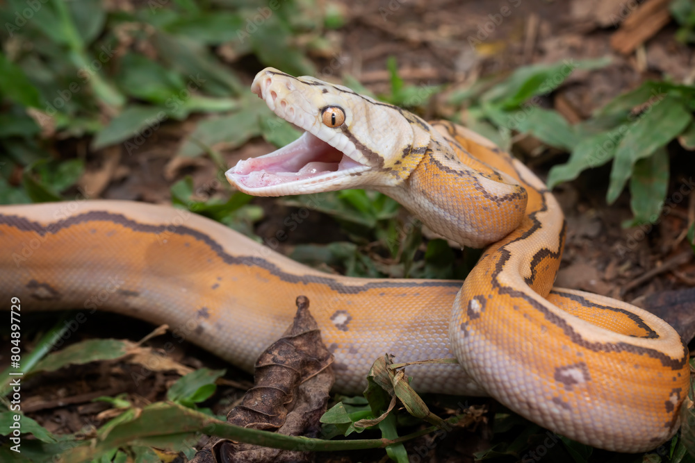 Orange Glow Motley Reticulated Python (Malayopython reticulatus ...