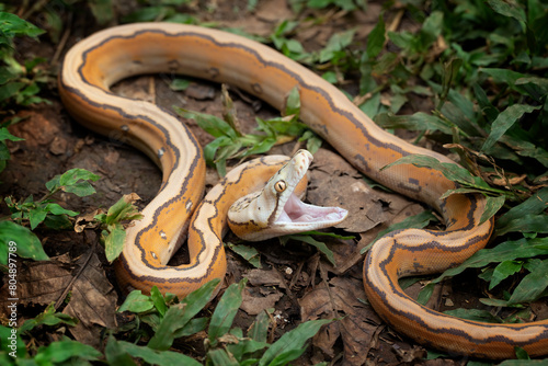 Orange Glow Motley Reticulated Python (Malayopython reticulatus), Reticulatus python snake, Reticulatus python ready to attack photo