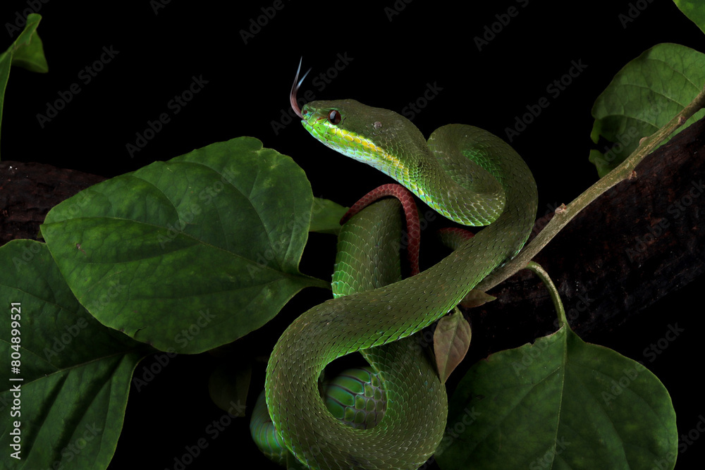 Fototapeta premium Trimeresurus Insularis closeup on branch, Indonesian viper snake closeup