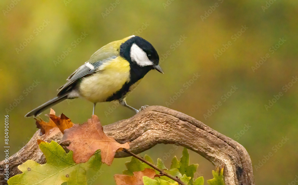 Great tit drink water and sitting on branch Great tit drink water and sitting on branch