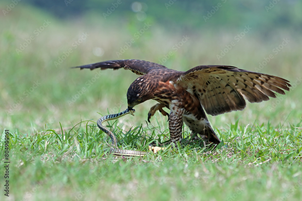Crested Goshawk bird in the grass after hunting prey in natural background