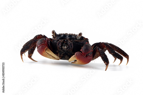 Closeup neosarmatium asiaticum crab on isolated background, Neosarmatium asiaticum crab