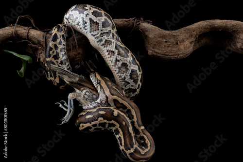 Molurus bivittatus snake eating bird on isolated background, Indonesian snake