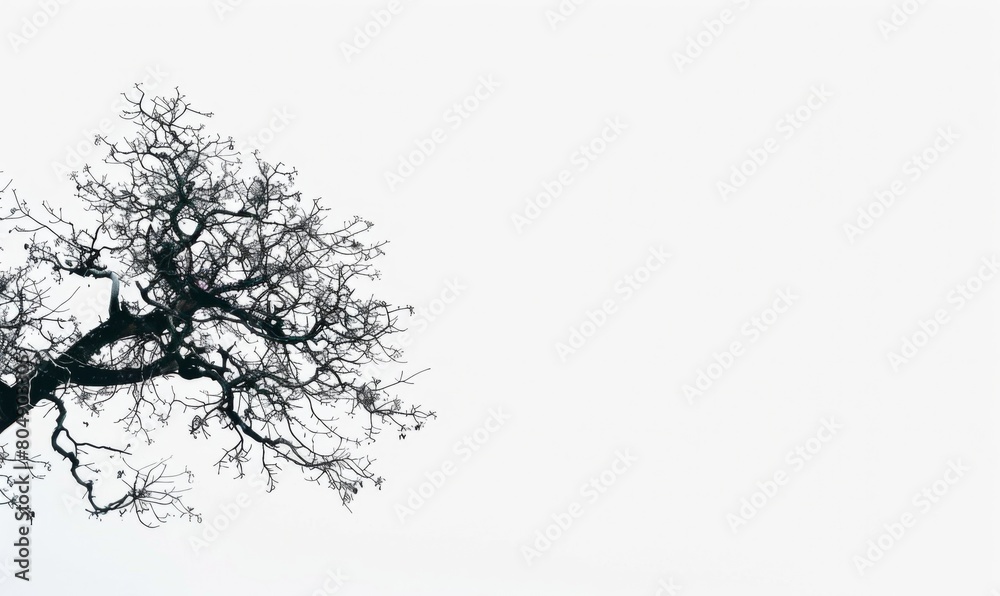 Fototapeta premium Old leafless tree against a stark white sky
