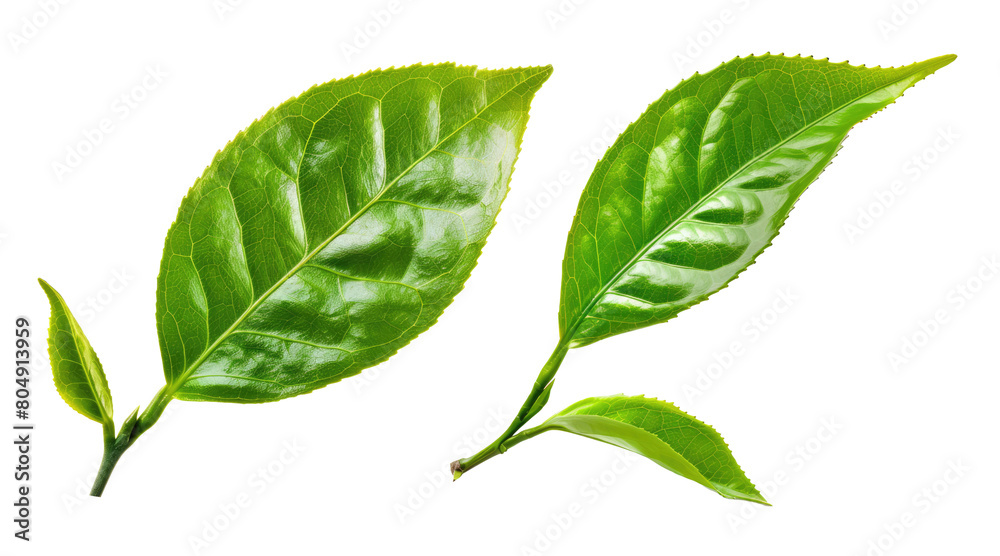 Fototapeta premium natural organic green leaves cutout on transparent background