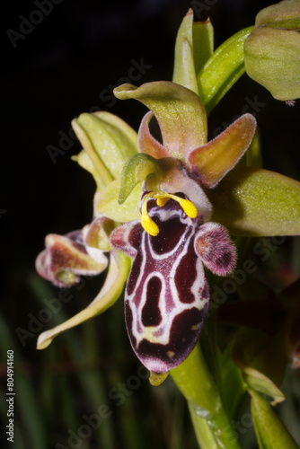 Flower of the Cyprus bee orchid (Ophrys kotschyi) with yellow pollinia, in natural habitat on Cyprus