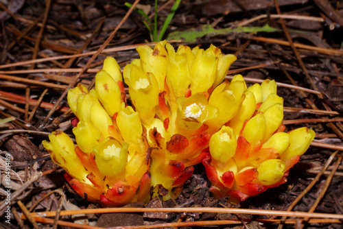 Flowers of the parasitic yellow Cytinus (Cytinus hypocistis), in natural habitat on Cyprus