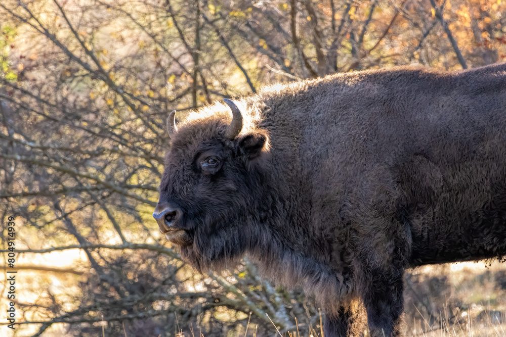 custom made wallpaper toronto digitalEuropean Bison reintroduced on the Balkans