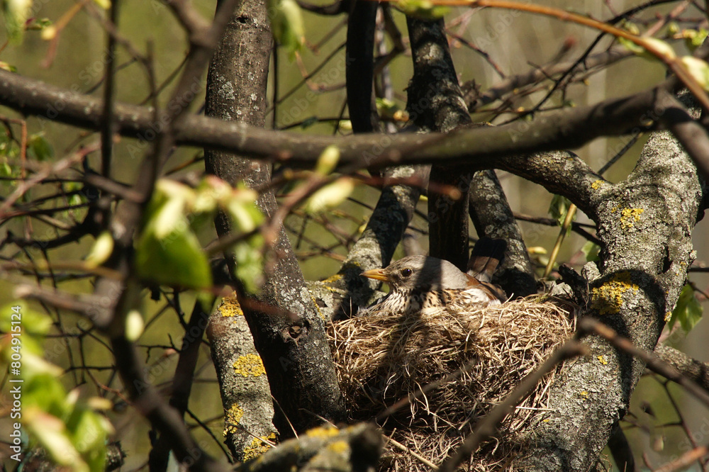 A female wood thrush incubates eggs in a nest. A female wood thrush incubates eggs in a nest.