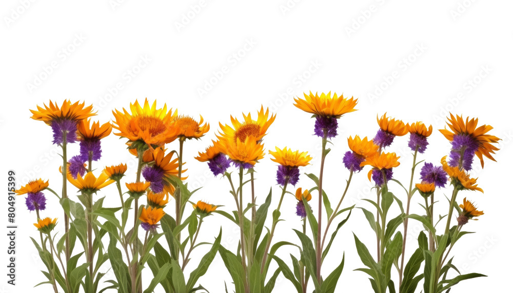 yellow flowers foreground isolated on transparent background cutout