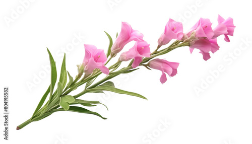 pink flower isolated on transparent background cutout