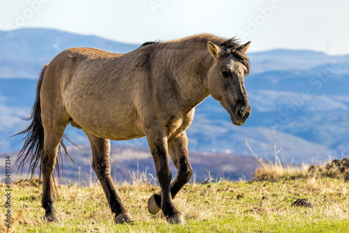 Semi wild horses (Tarpans) reintroduced in Bulgaria © georgigerdzhikov