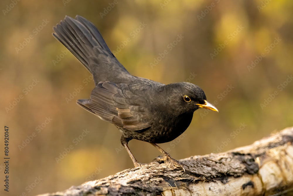 Blackbird sitting on the ground Blackbird sitting on the ground