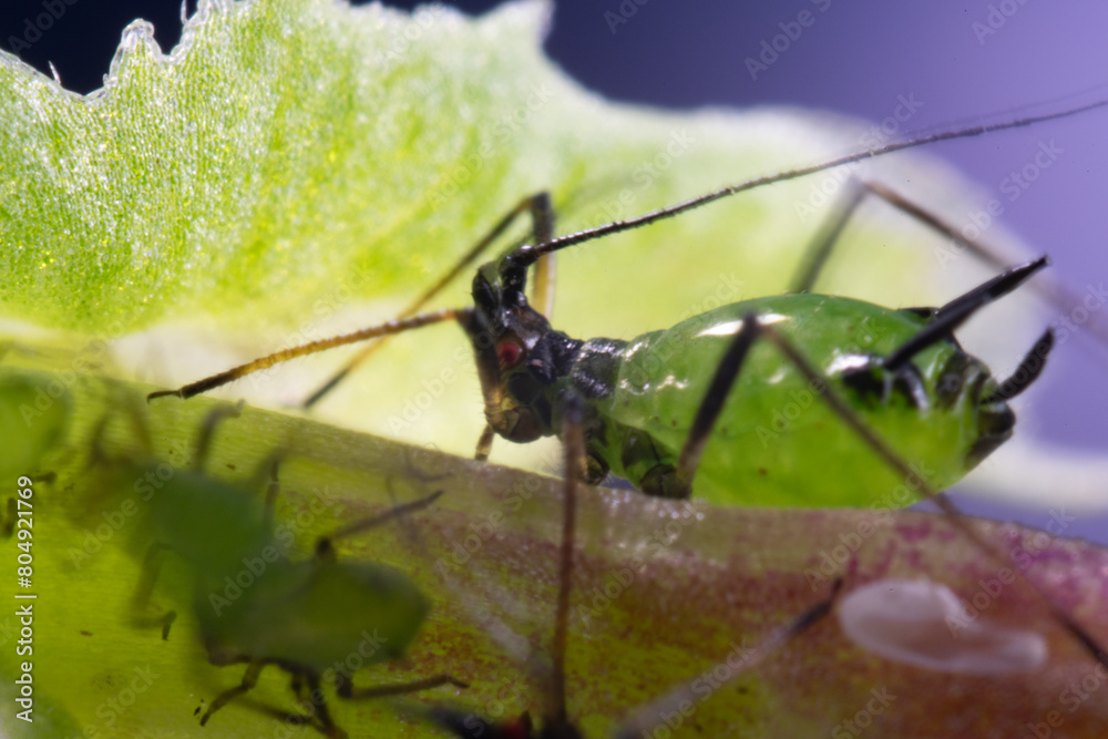 Megoura crassicauda on broad bean (Vicia faba) in Japan in spring
