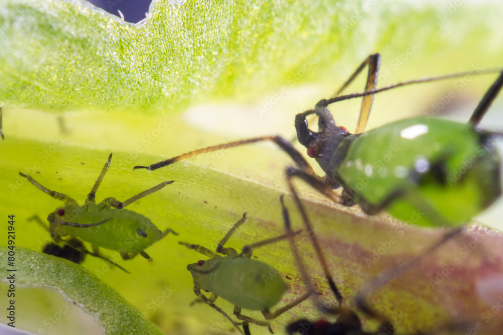 Megoura crassicauda on broad bean (Vicia faba) in Japan in spring