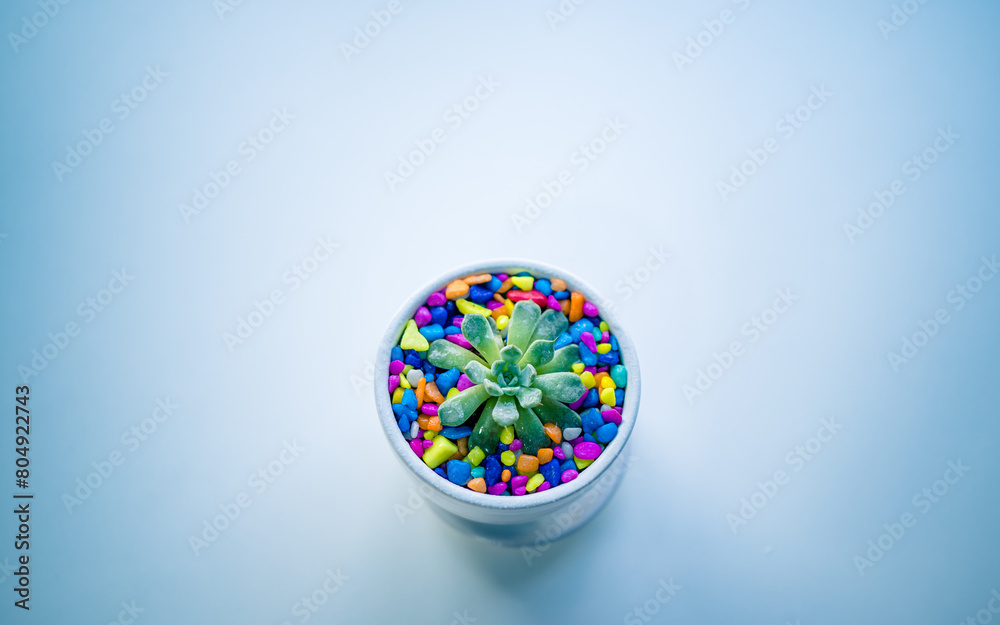 hand holding colorful beads with Succulent plant 