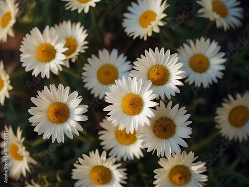 Overhead photography of daisies just collected in a village field morning Sunlight Streaming Sunbeam Light Rays film photography soft colors top view © Thanawut