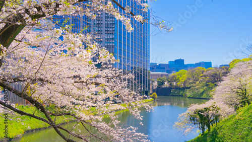 皇居外苑濠「牛ヶ淵」の桜　東京九段下 ~Imperial Palace Outer Gardens Moat, one of the most famous cherry blossom viewing spots in Tokyo, Japan~