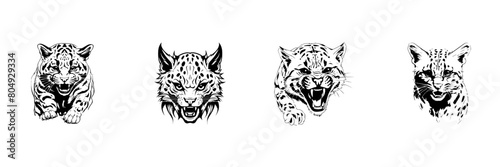 Black and white sketch of wild cat