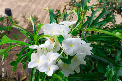 Fototapeta Naklejka Na Ścianę i Meble -  Plumeria flowers, white plumeria also known as frangipani, with green leaves in the garden, taken in Myanmar.