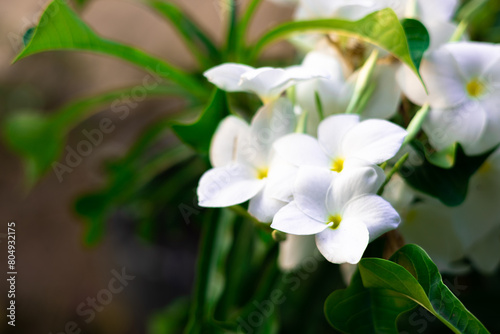 Plumeria flowers, white plumeria also known as frangipani, with green leaves in the garden, taken in Myanmar.