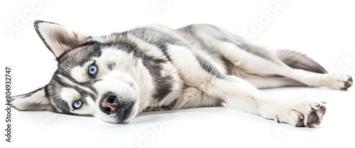 Pretty young adult Husky dog  laying down side ways. Haed completely down over edge. Looking towards camera with light blue eyes. Isolated on a white background.