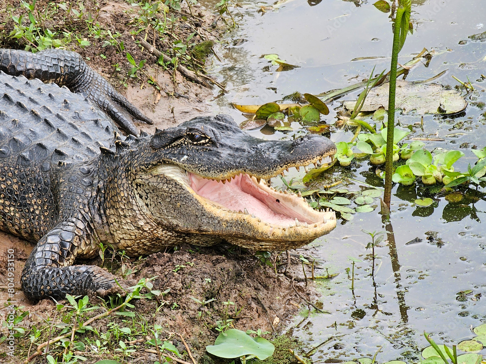 Obraz premium Alligator with open mouth