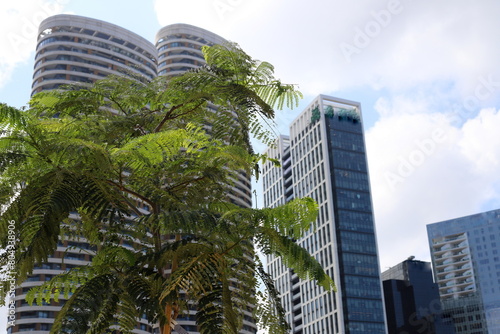 Buildings and structures in Tel Aviv against the background of branches and leaves of tall trees. © shimon