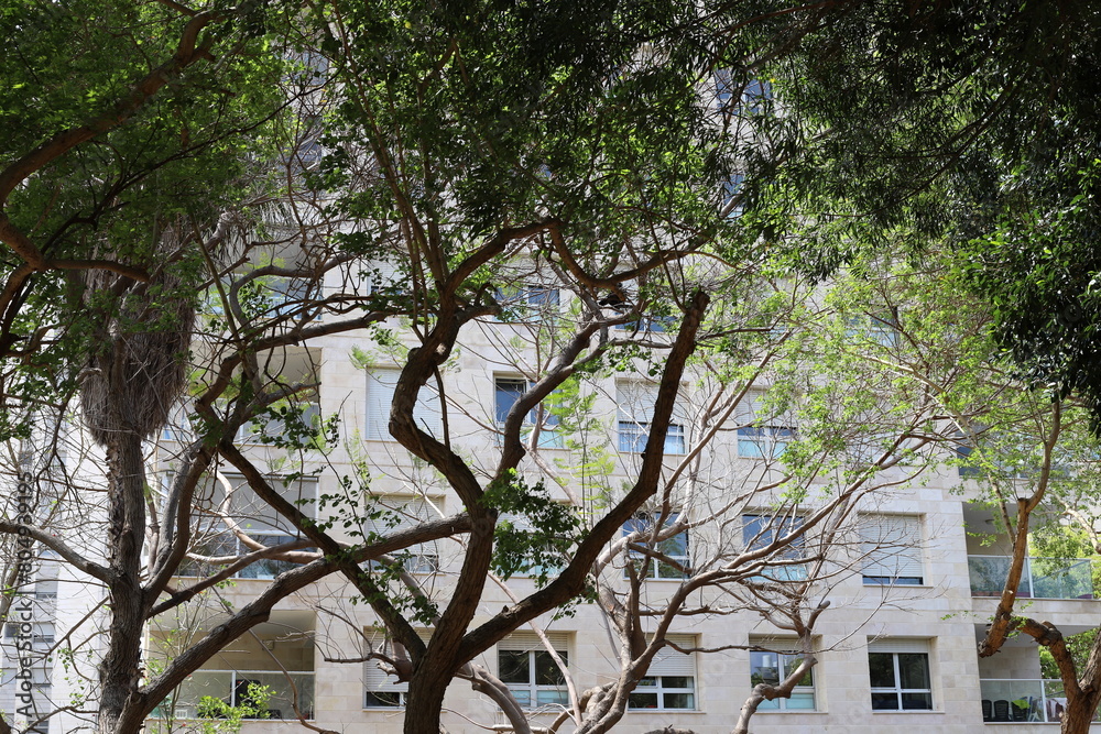 Buildings and structures in Tel Aviv against the background of branches and leaves of tall trees. Buildings and structures in Tel Aviv against the background of branches and leaves of tall trees.