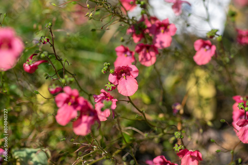 Diascia fetcaniensis pink purple flowering twinspur plant  group of small flowers in bloom  green leaves