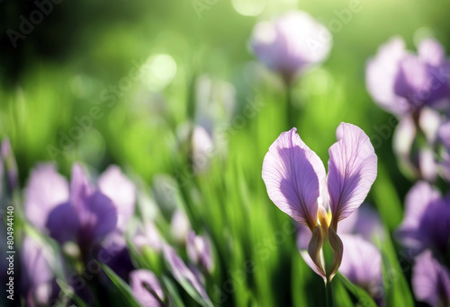  garden Spring pink green iris leaves sun Bud Flower Texture Summer Nature Spring Grass Light Leaf Beauty Garden Green Leaves Card Color Plant Holiday Pink Environment Growth Field Beautiful Natural 