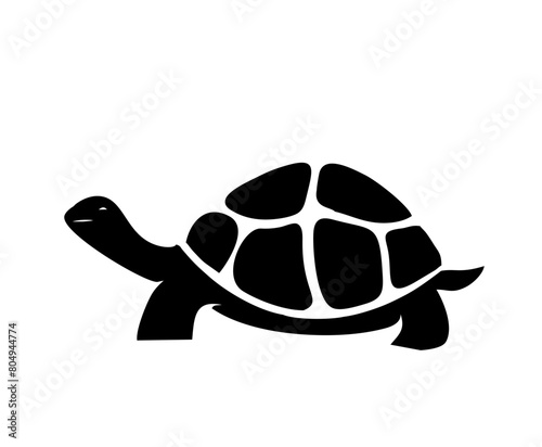 turtle isolated
