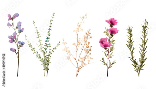 grass and flowers stem isolated on transparent background cutout