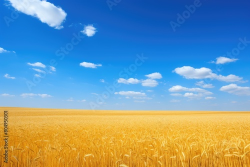 Scenic view of a golden wheat field under a blue sky with fluffy clouds