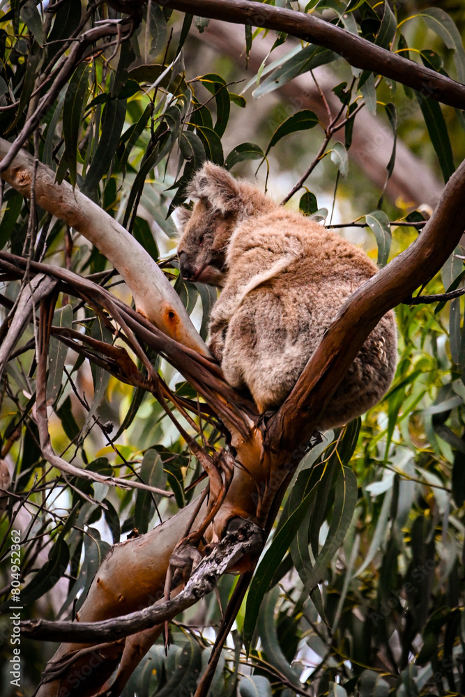 Fototapeta premium Landscapes