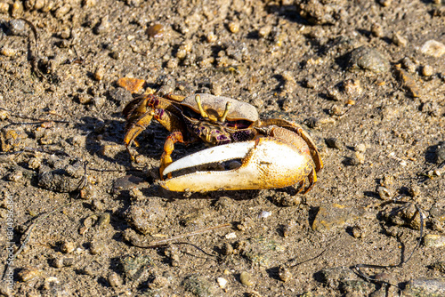 Fiddler Crab, Uca pugnax or tangeri at Ria Formosa Nature Park, Algarve. Portugal.