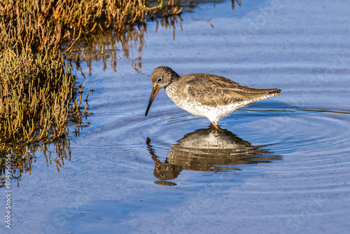 Spotted Redshank, Tringa erythropus looking for food in a beach at Quinta do Lago, Ria Formosa in Portugal photo