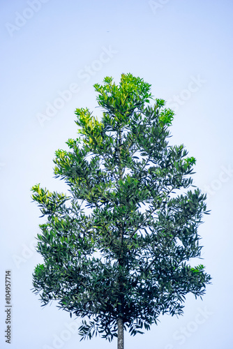Agathis robusta (Dundathu pine, kauri pine, Queensland kauri, Australian kauri). This tree produces a high quality timber which was used for a variety of purposes such as cabinetmaking, joinery photo