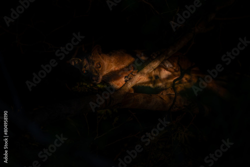 fossa walks through the jungle in madagascar. photo